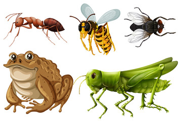 Wall Mural - Set of different kinds of insects