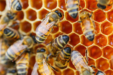 Bees On Honeycomb