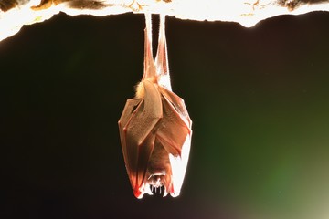 Wall Mural - Lesser Horseshoe Bat (Rhinolophus hipposideros)