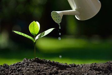 Wall Mural - Sprout watered from a watering can on nature background