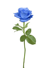 Nice Blue Rose