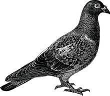 Vintage Clipart Pigeon 