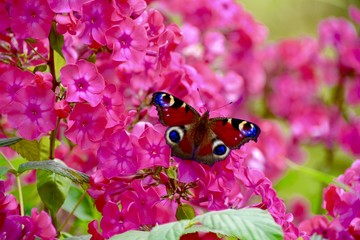  Tagpfauenauge auf Phlox - Grußkarte - Schmetterling 