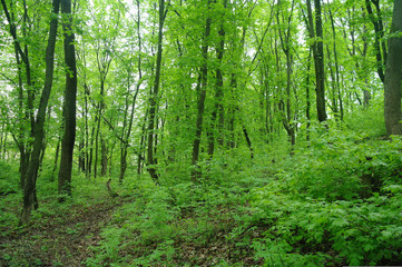  Spring Nature. Park with Green Grass and Trees.