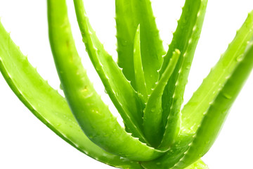 Closeup of fresh green stems of aloe vera.