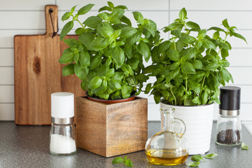 Wall Mural - fresh basil herb in pot olive oil kitchen