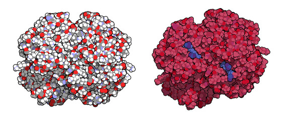 Poster - Hemoglobin (human, Hb) protein molecule, chemical structure. 