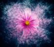 Leinwanddruck Bild - cosmea flower 