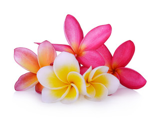 frangipani flower isolated on white background