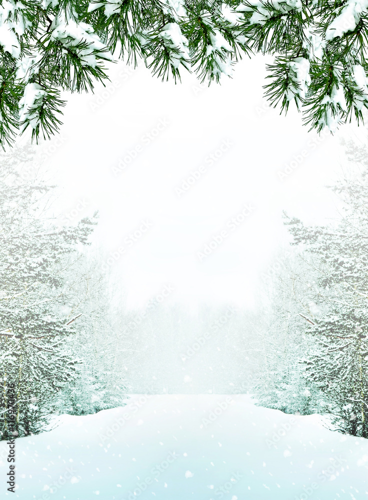 forest in the frost. Winter landscape. Snow covered trees Stock Photo ...