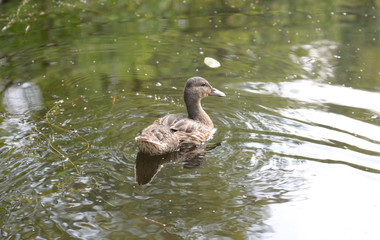 Wall Mural - Duck in water.