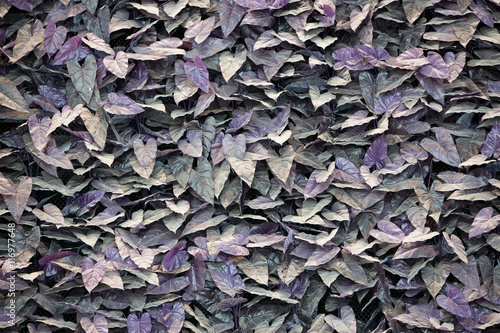 artificial purple fern leafs wall