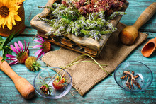 Harvest Of Medicinal Plants