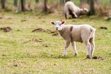 Wall Mural - sheep on the field