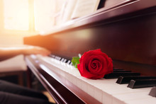 Musician Playing Piano With Red Rose Flower With Vintage Filter