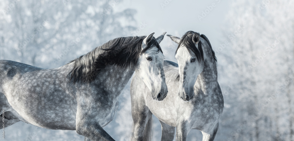 Two thoroughbred gray horses in winter forest. - obrazy, fototapety, plakaty 