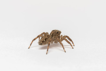 small jumping spider on a white background