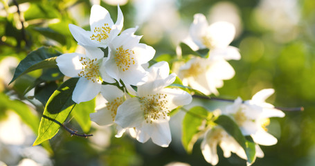 jasmine bush in warm sunset light