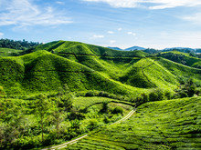 Tea Plantation On The Mountain At Cameron Highlands, Malaysia
