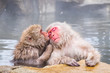 Lovely monkeys in the hot spring