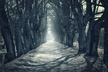 Halloween Mystical Background With Dark Forest