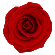 Red Rose Isolated On White Background.