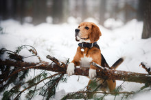 Dog Breed Beagle Walking In Winter, Portrait