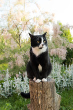 Black And White Cat Sitting On A Stump In The Garden