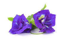 Butterfly Pea On White Background