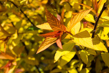 Goldflame Spirea Is A Compact, Mounded Deciduous Shrub