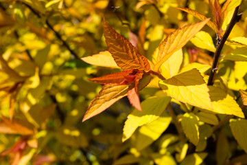 Goldflame Spirea is a Compact, Mounded Deciduous Shrub