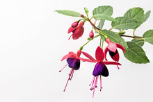 Closeup View Of The Colorful Fuchsia Flower Wth Green Leafs. Isolated On The White Background