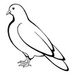 Dove bird black white isolated sketch illustration vector