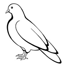 Dove Bird Black White Isolated Sketch Illustration Vector