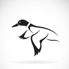 Vector Of Flying Wild Duck Design On White Background.