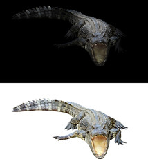 Poster - crocodile on dark and white background