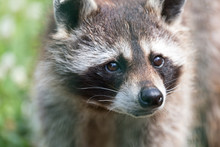 A Racoon
