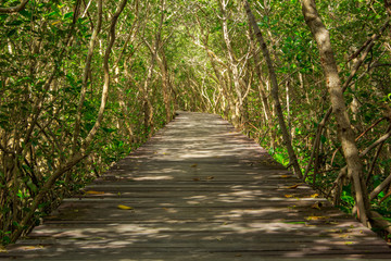  mangrove forest
