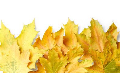 Sticker - Maple leaves