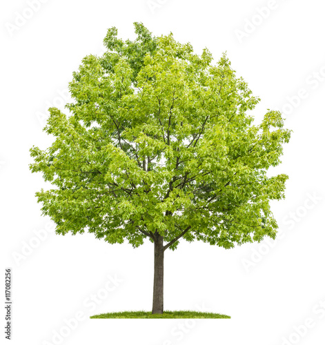 Roteiche Samen Saatgut Quercus Rubra Kaufen