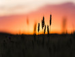 Grain heads of wheat plant silhouetted against sunset