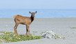 © aspenphoto - A young Roosevelt Elk (Cervus canadensis roosevelti) calf feeds on vegetation while watching the photographer near the Pacific ocean in Redwoods National and State Park in northern California