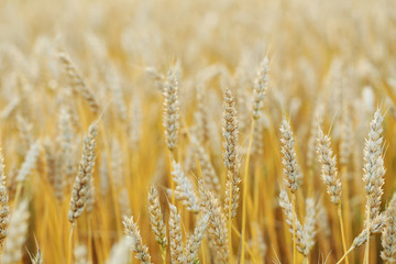 Ripe golden wheat field on outdoors