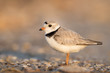 © rayhennessy - An endangered adult Piping Plover stands on a pebbly beach just as the first sunlight shines on it.
