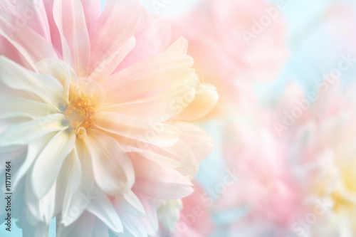 Pink peony flower background © lily
