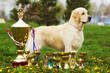 beautiful purebred dog Golden-Retriever stands with cups and pri