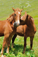 Wall Mural - horse