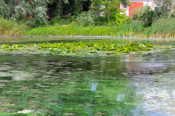 Green algae on the water surface