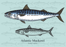 Atlantic Mackerel Fish