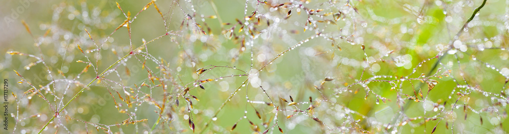 grass with dew drops - a beautiful bokeh background - obrazy, fototapety, plakaty 